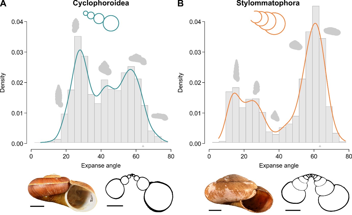 Economical house building: land snails have developed several efficient shell designs