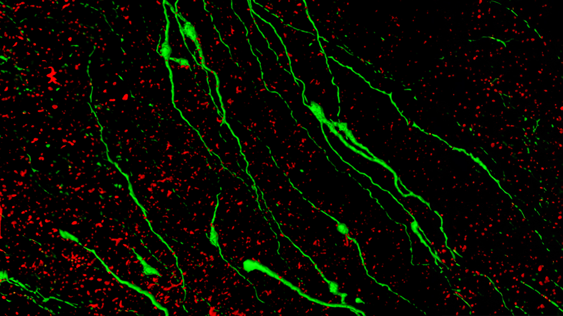 HUN-REN IEM researchers reveal the role of acetylcholine in the central nervous system regulation of reproduction