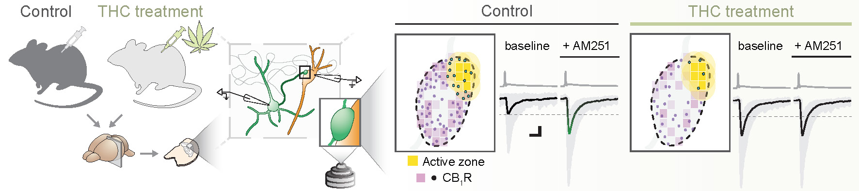 New molecular principle discovered by HUN-REN IEM researchers brings us closer to a better understanding of the effects of cannabis