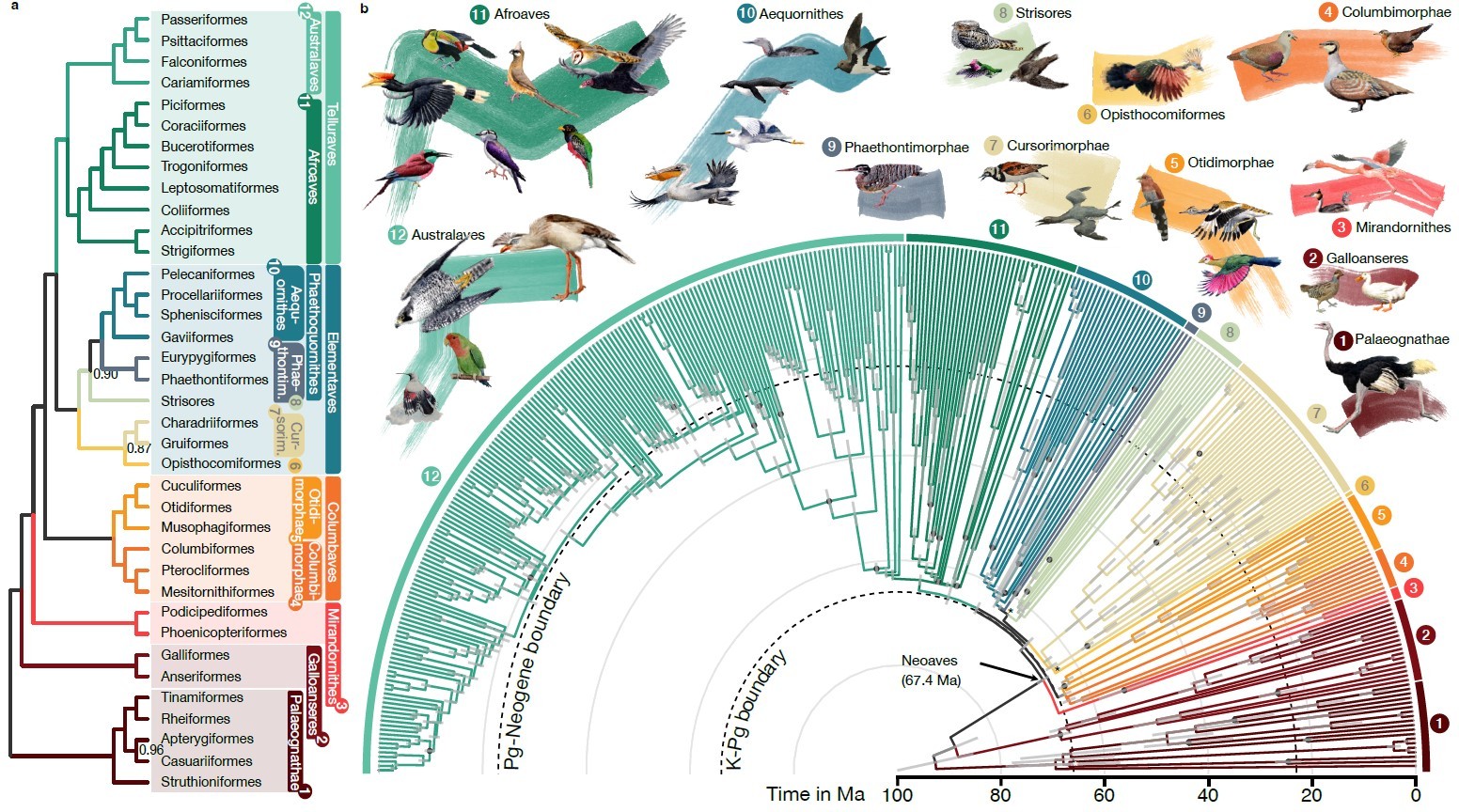 Most accurate avian phylogeny to date shows that the brain size of birds increased during evolution