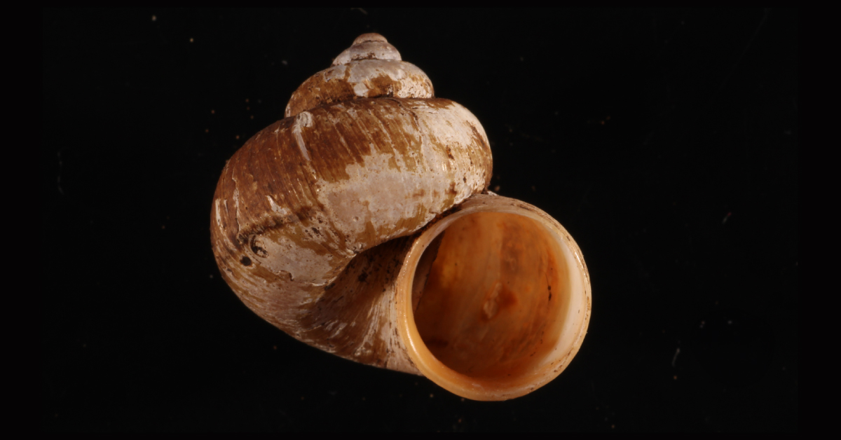 Economical house building: land snails have developed several efficient shell designs