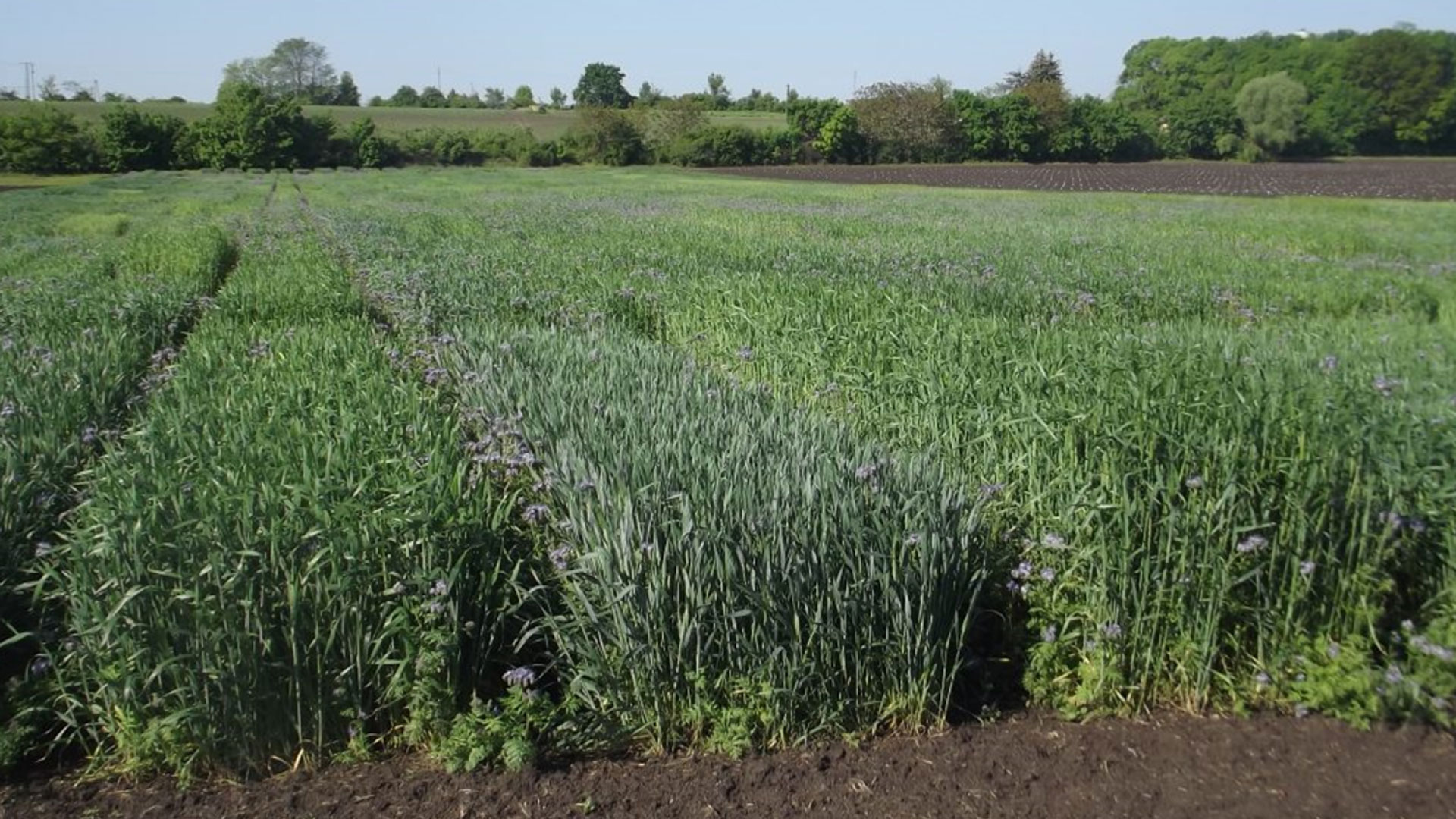 HUN-REN CAR researchers used a non-destructive method for wheat phenotyping