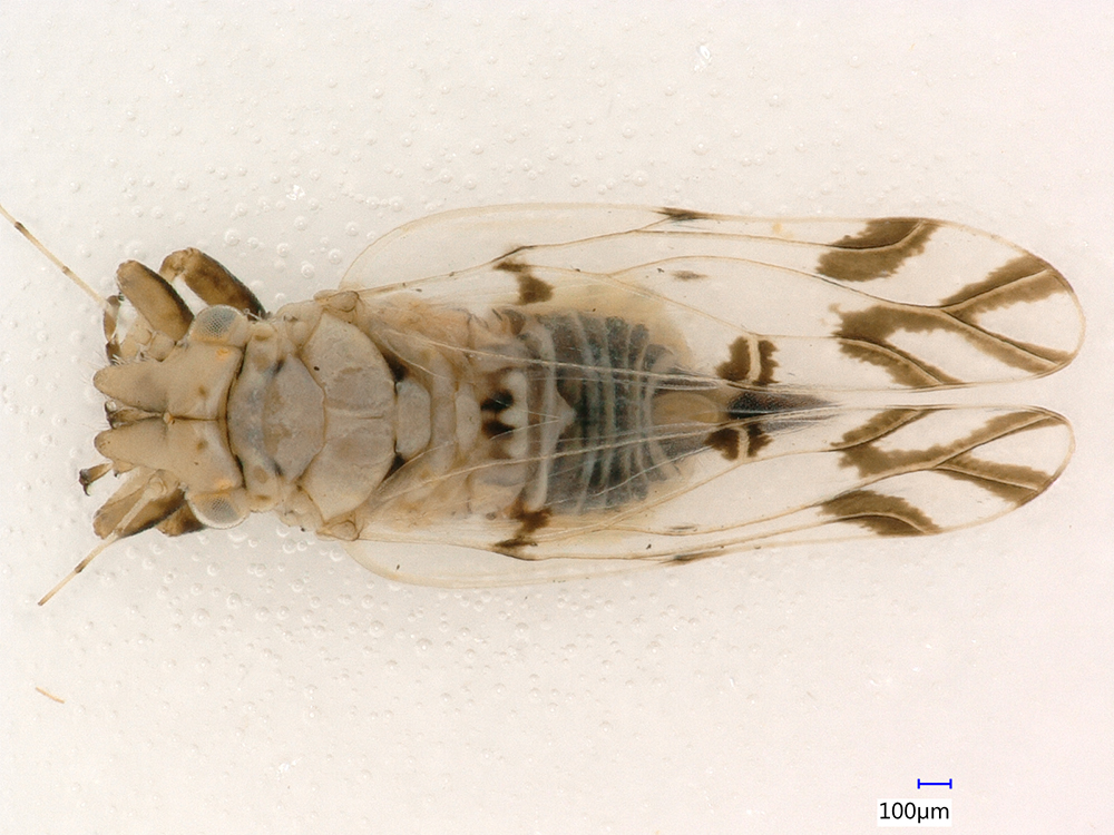 HUN-REN CAR researchers rediscovered a jumping plant louse insect species after 130 years in Hungary