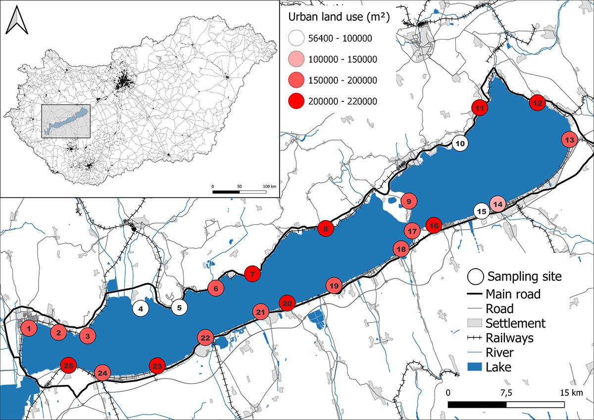 HUN-REN BLRI researchers investigated the effects of artificial lakeside habitats on the development of dice snakes