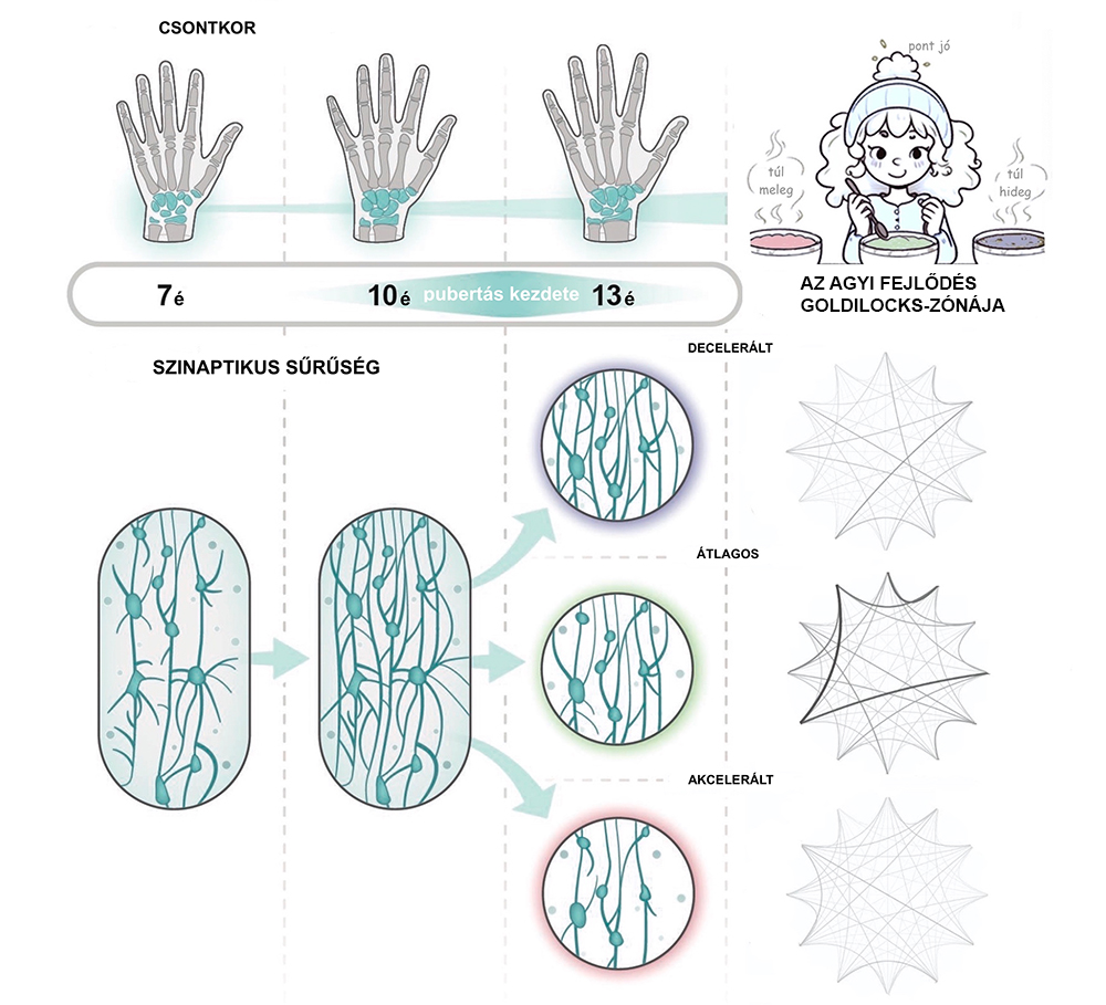 Navigating Pubertal Goldilocks: Hungarian Researchers Identify Optimal Pace for Hierarchical Brain Organization in International Collaboration