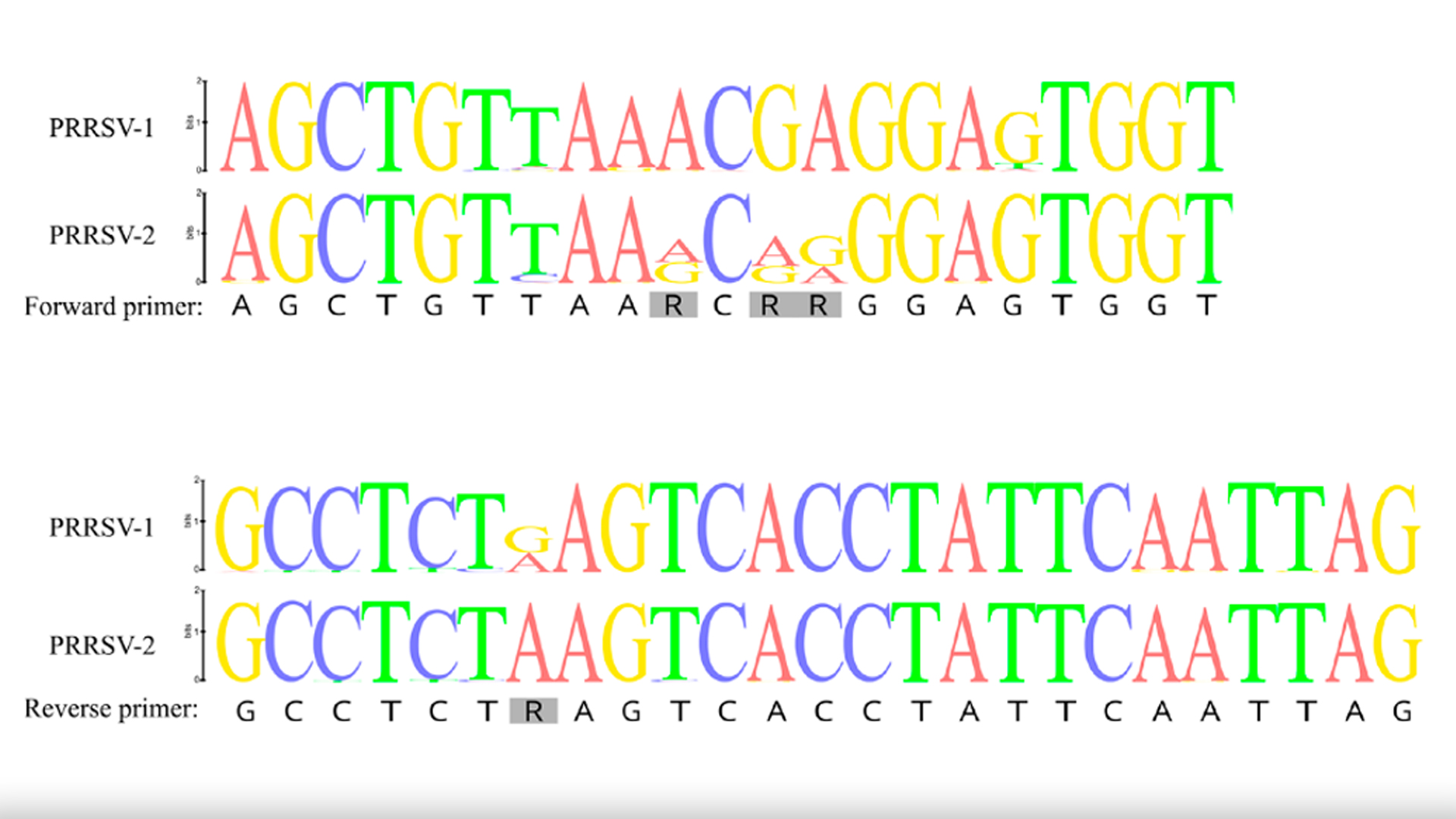 Novel sequencing protocol developed by HUN-REN VMRI researchers can help fight against the infectious pig disease PRRS