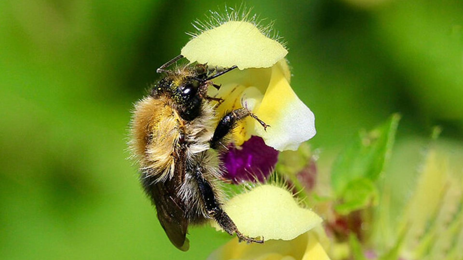 Pesticides can’t solely be blamed for harming bumblebees' sense of smell—heat waves do too