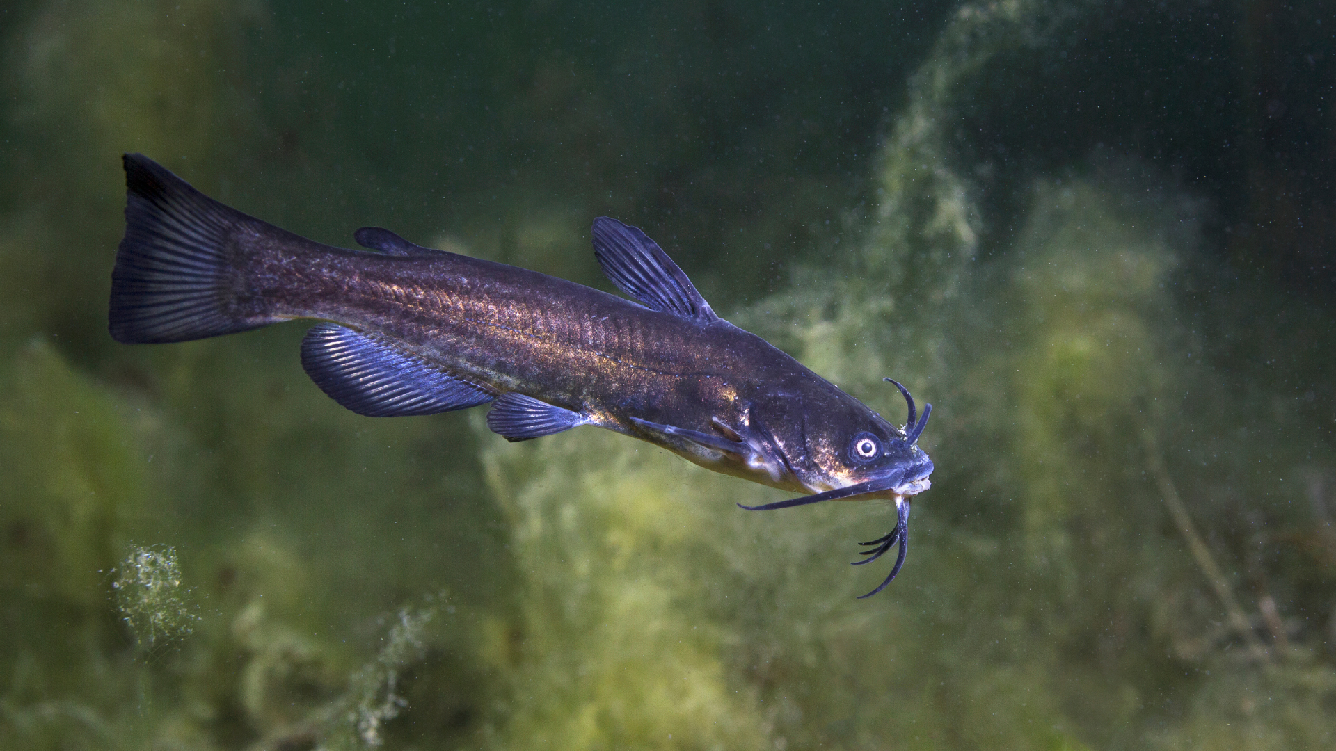 Black bullhead catfish population on the rise in Lake Balaton, which is bad news for native fish species