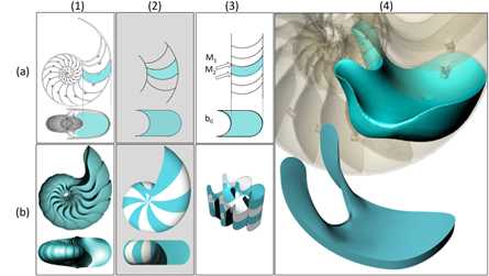 From cells to shells: mathematicians discover new class of geometric shapes explaining complex biological forms