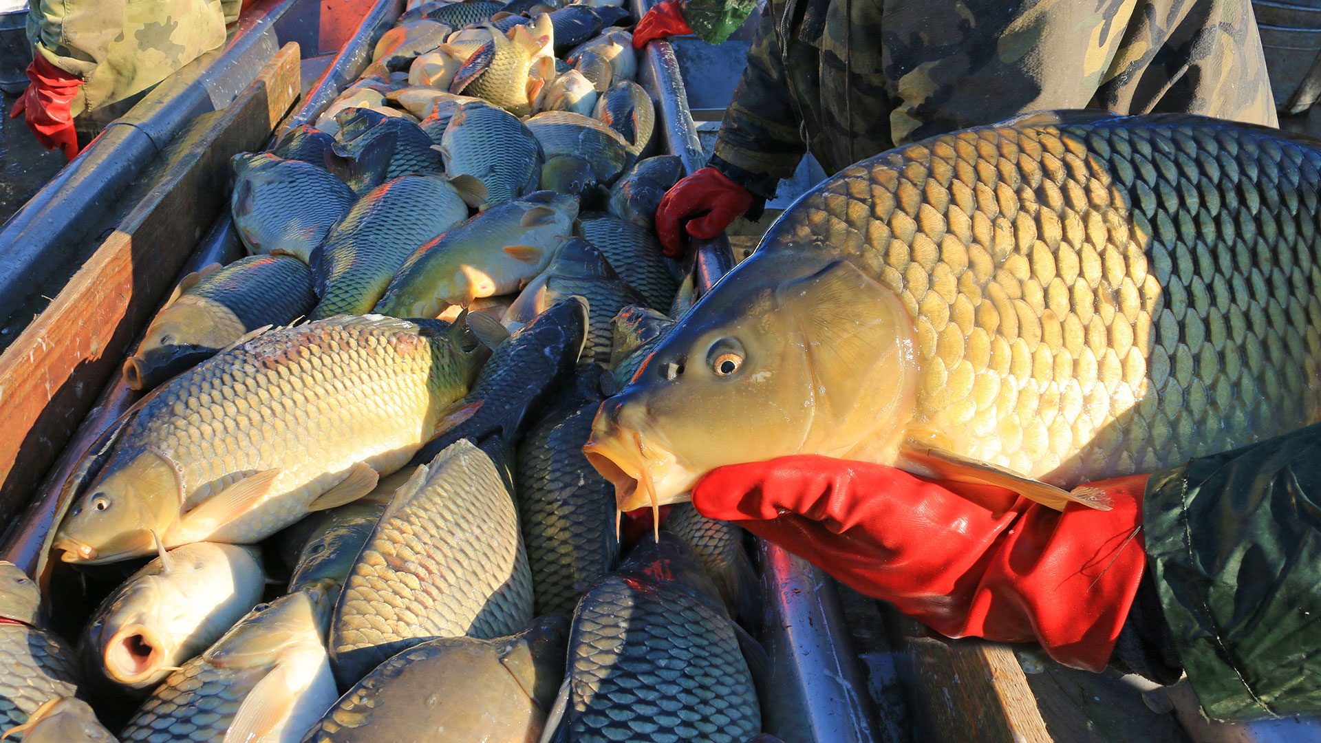 Tudományos háttér biztosítja, hogy egészséges hazai hal kerül a karácsonyi asztalra
