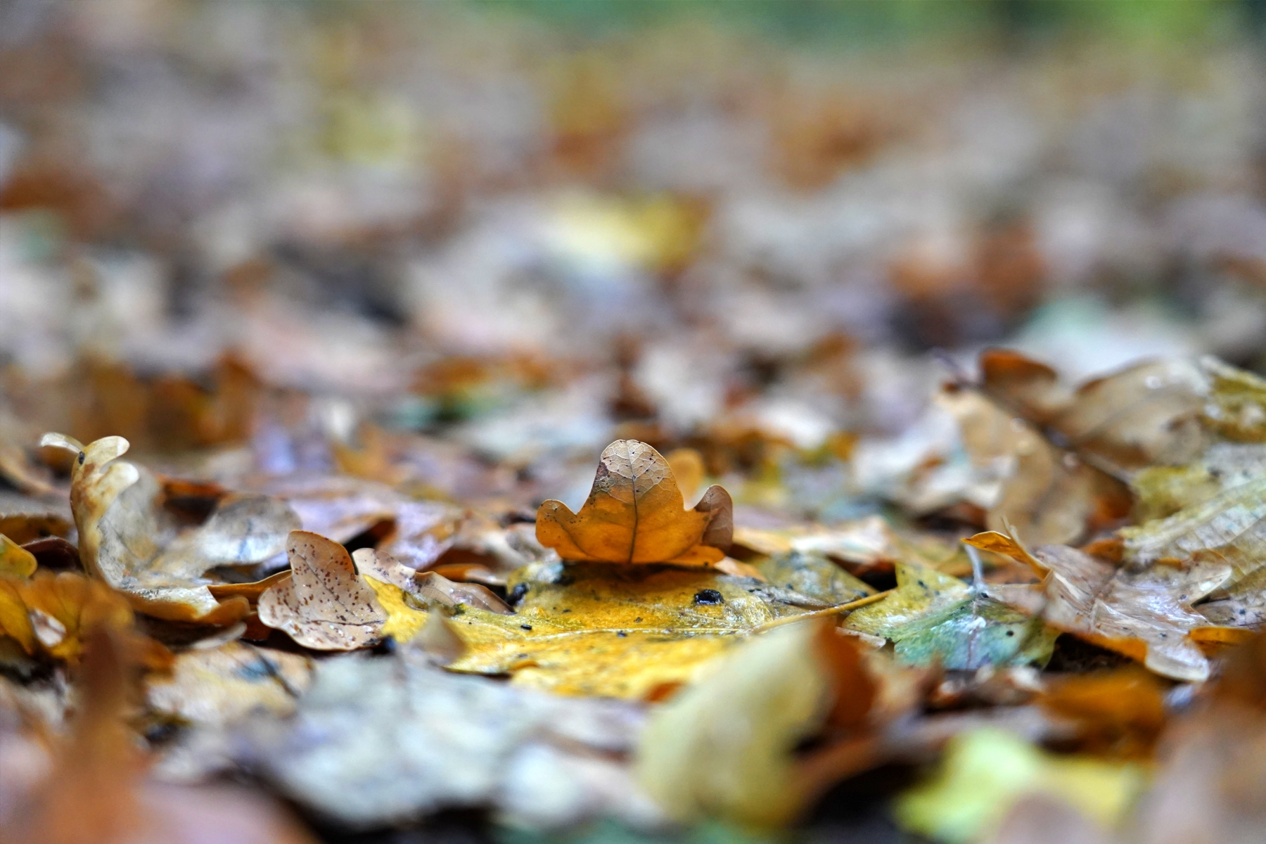 Mihez kezdjünk az avarral? Tévhitek helyett tudományos válaszok