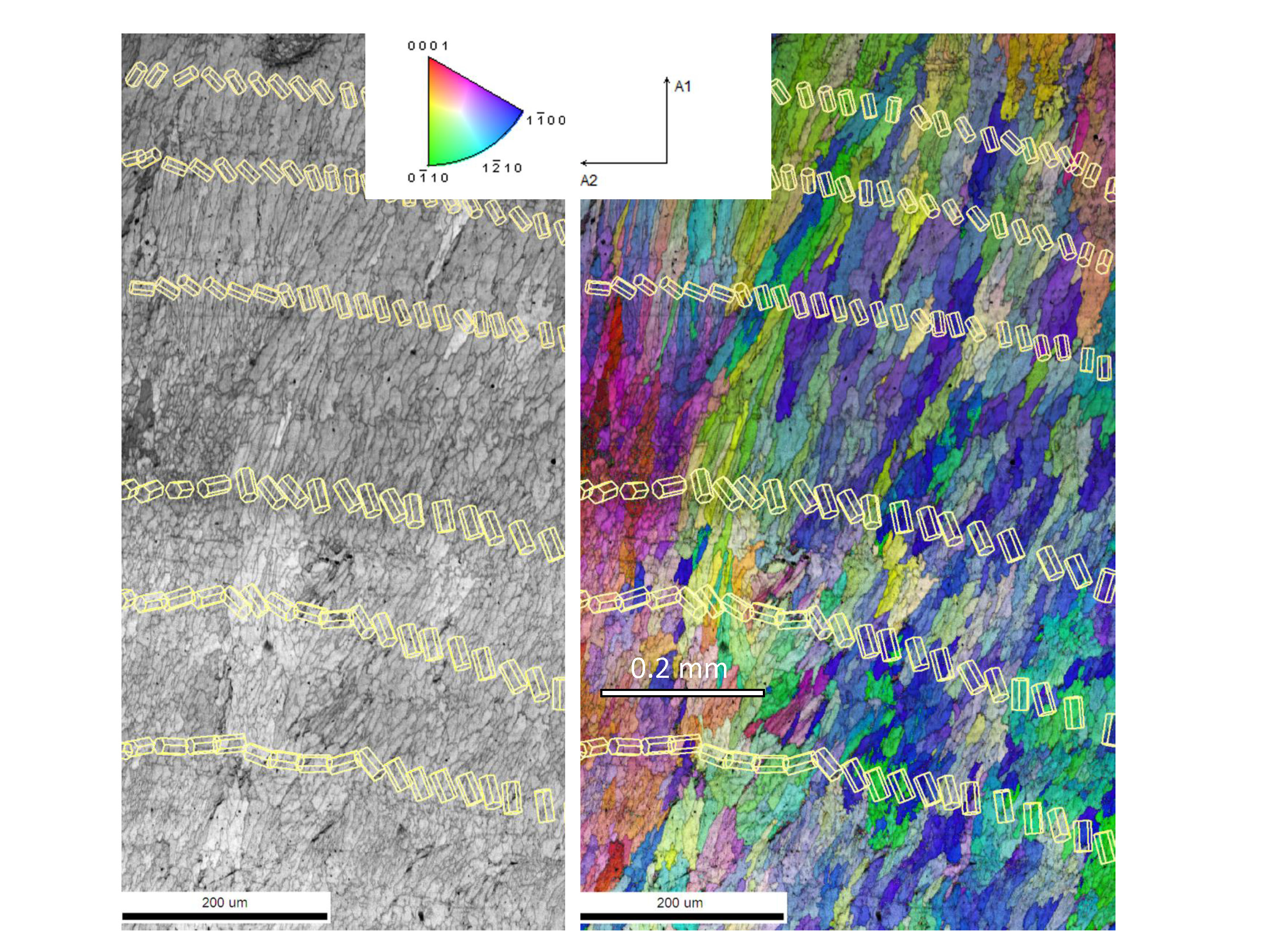 csfk_bme_rágószerv