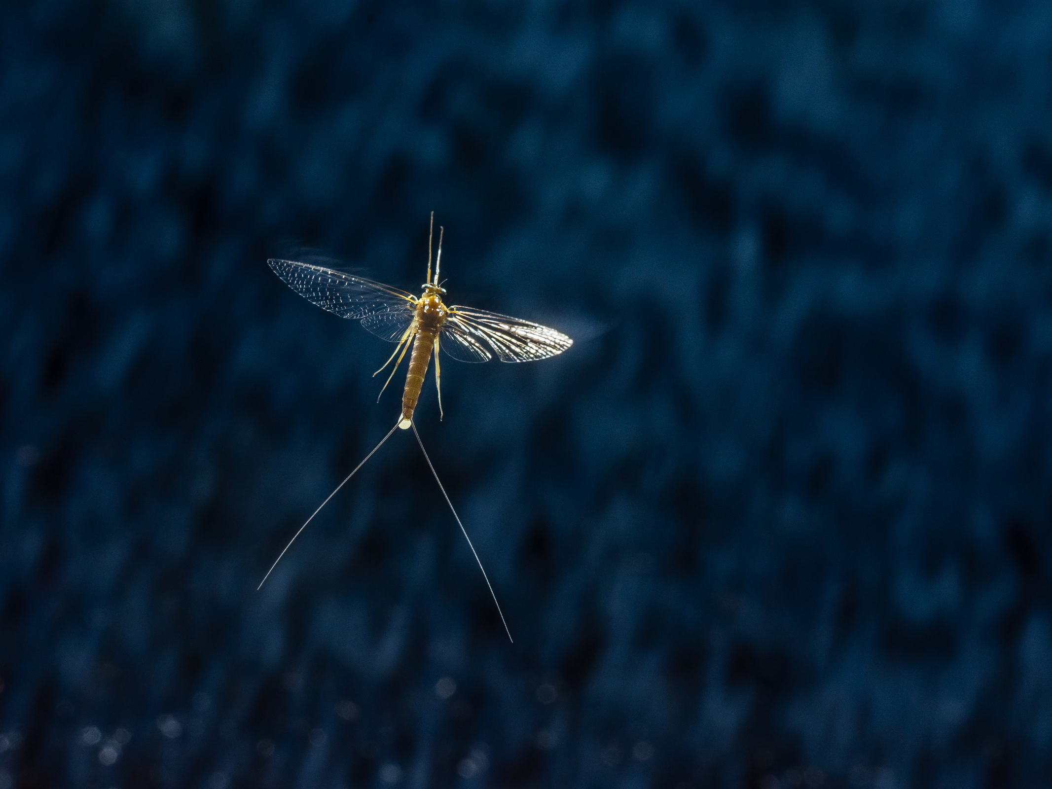 Társkeresésre specializálódott szemük van a hím kérészeknek