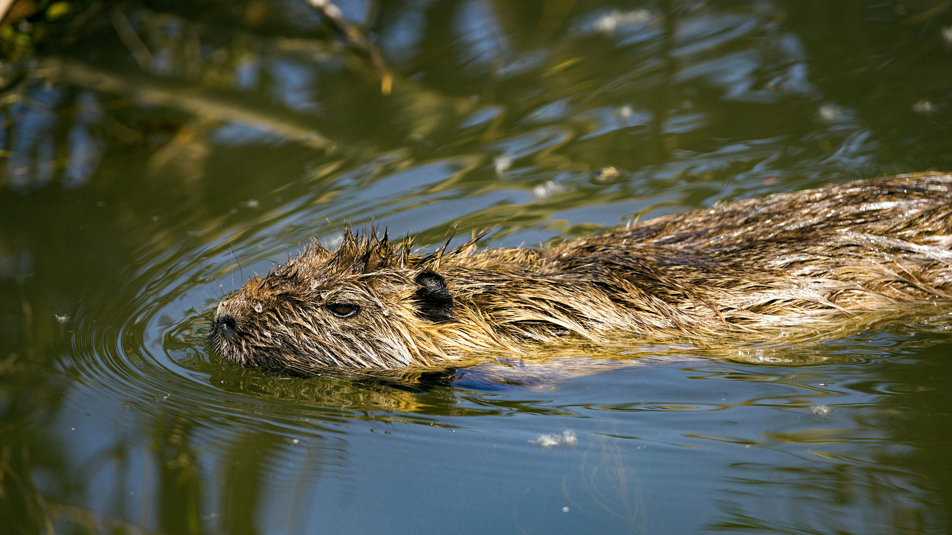 A New Invasive Species Has Appeared In Lake Kis-Balaton