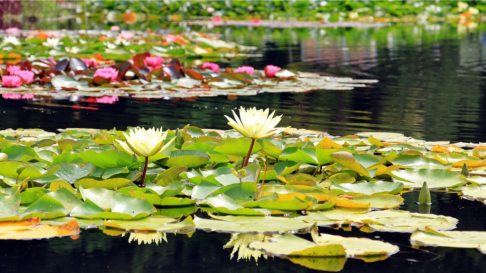 Garden Ponds Play a More Important Role in Urban Biodiversity Than We Think