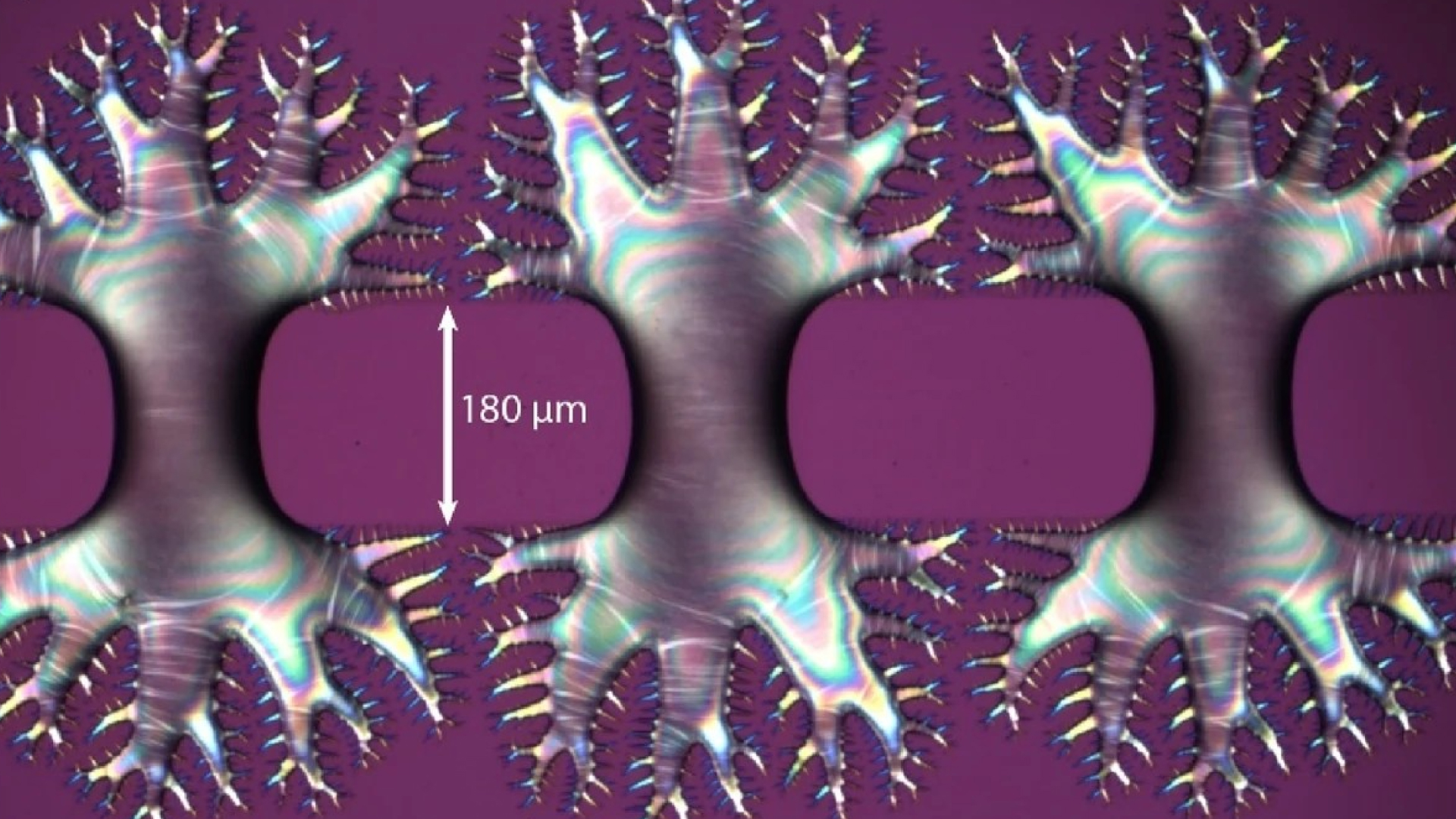 Hungarian Researchers Discover New State of Matter: A Substance That Behaves as Both a Liquid and an Active Particle System