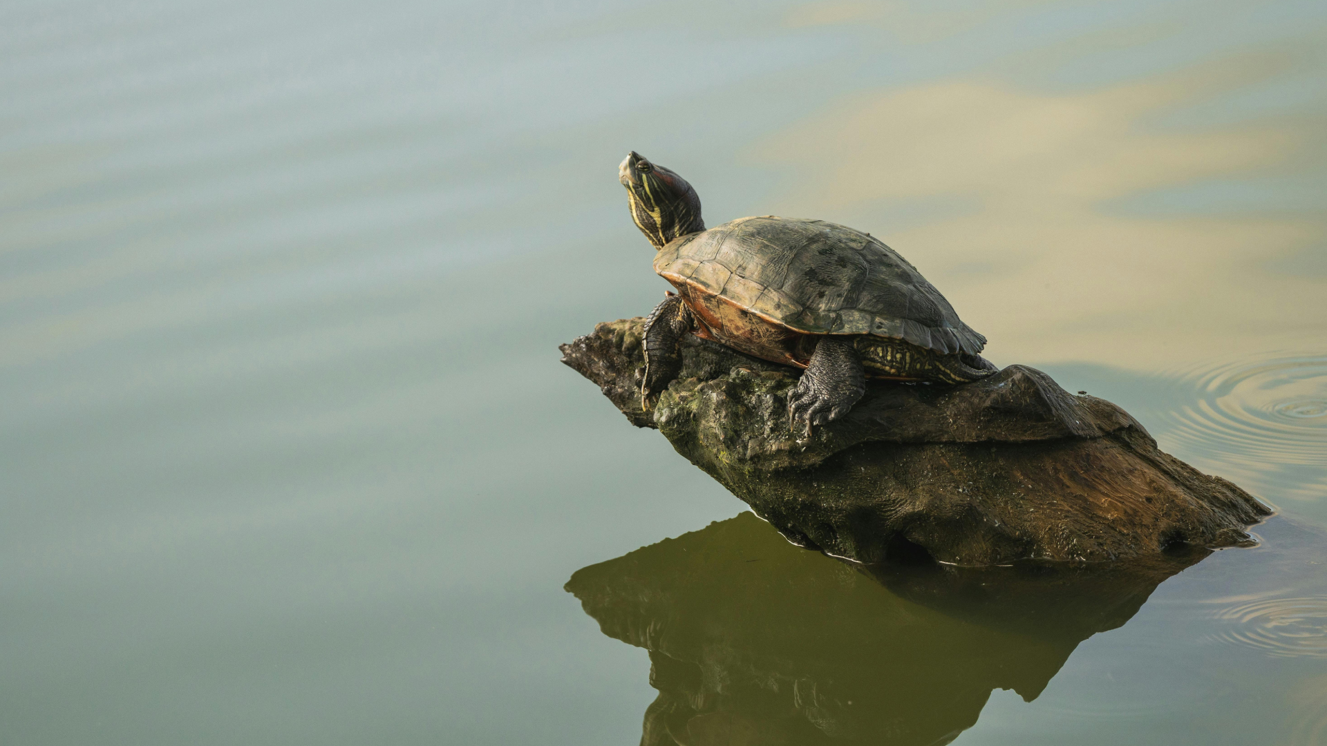 European Pond Turtles' Future at Risk: Researchers Reveal the Biggest Threat