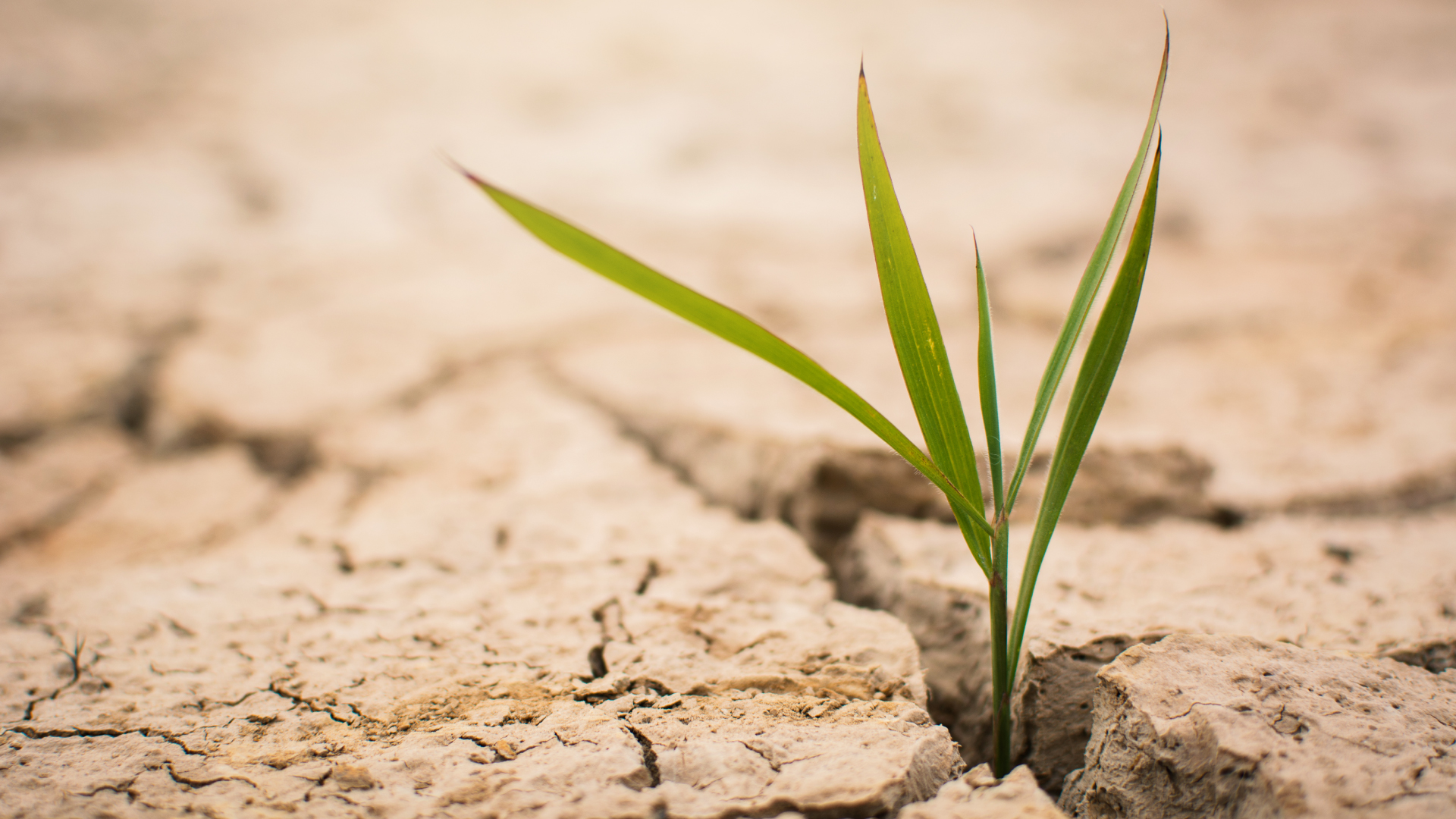 Increasingly Severe Droughts Will Claim Even Our Most Drought-Tolerant Native Grasses