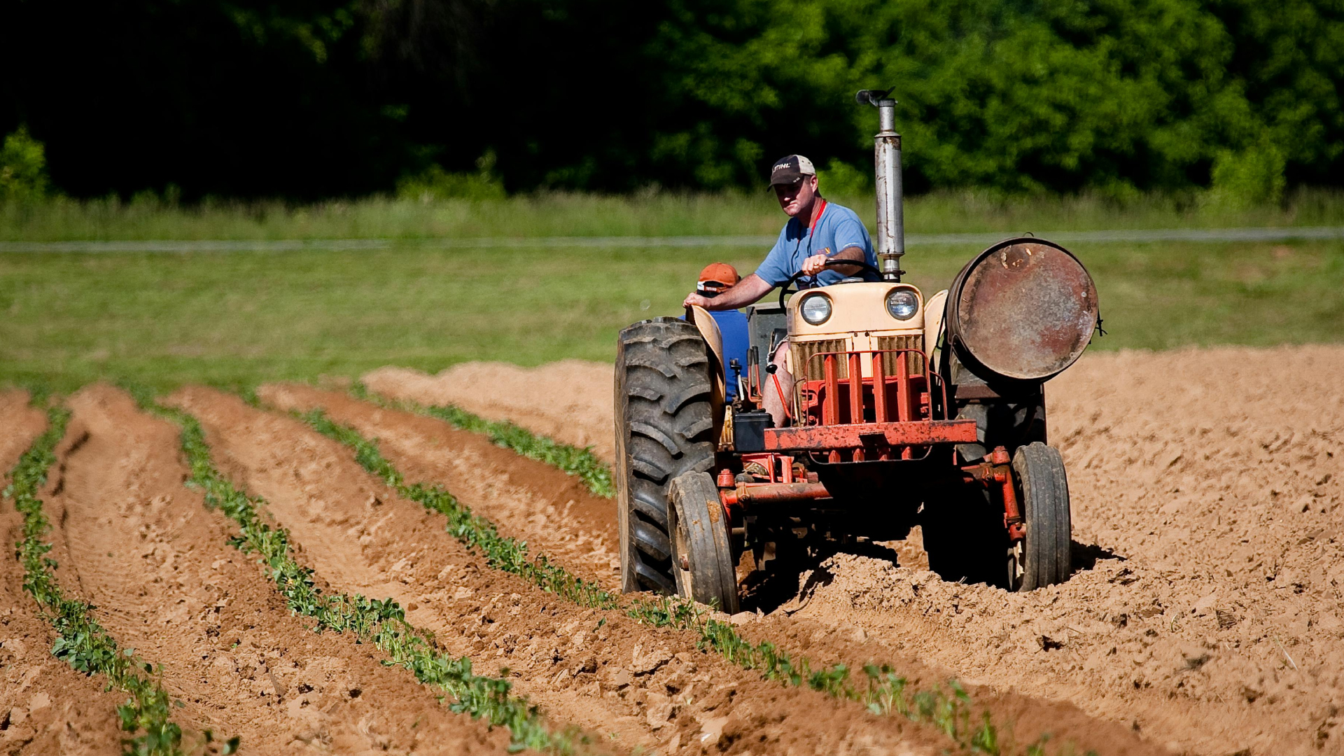 Tiny Creatures May Play Key Role in Agriculture