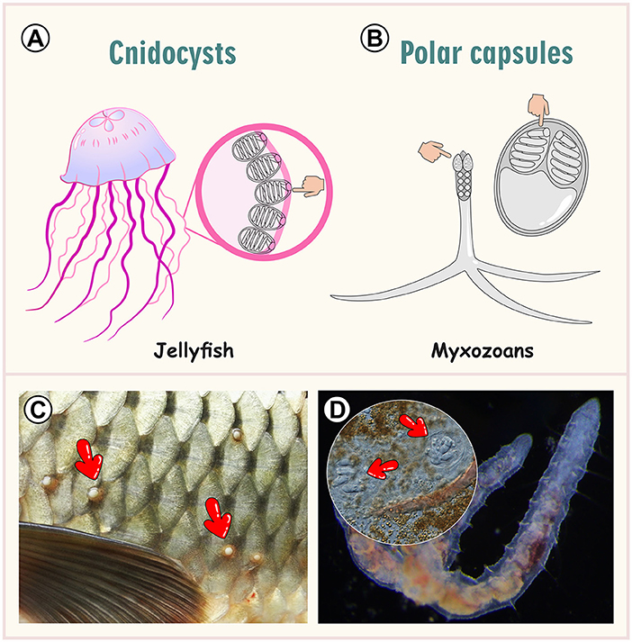 halparazita_illusztráció