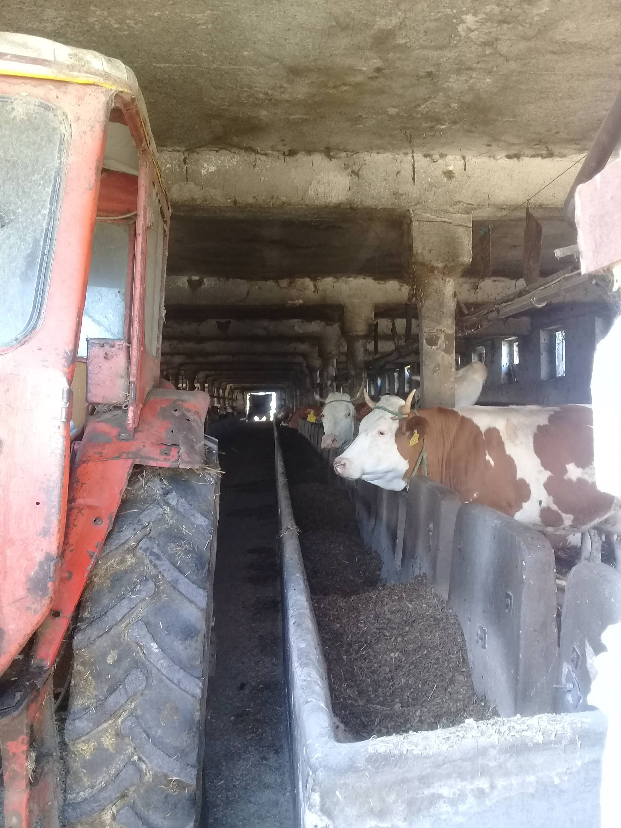 ÖK-denevér_624S12_állatfarm _Kurali Anikó