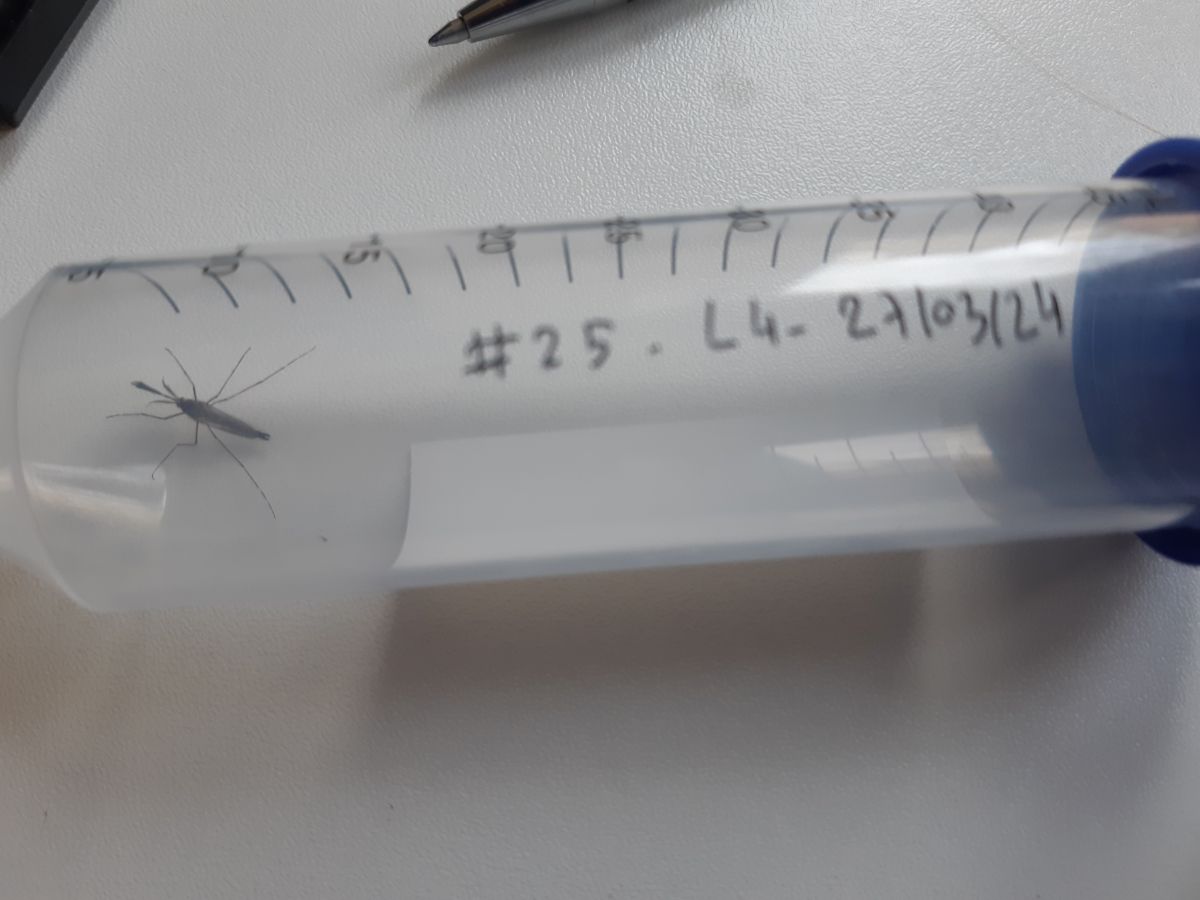 We tell what it is from its buzz – Artificial Intelligence in mosquito monitoring