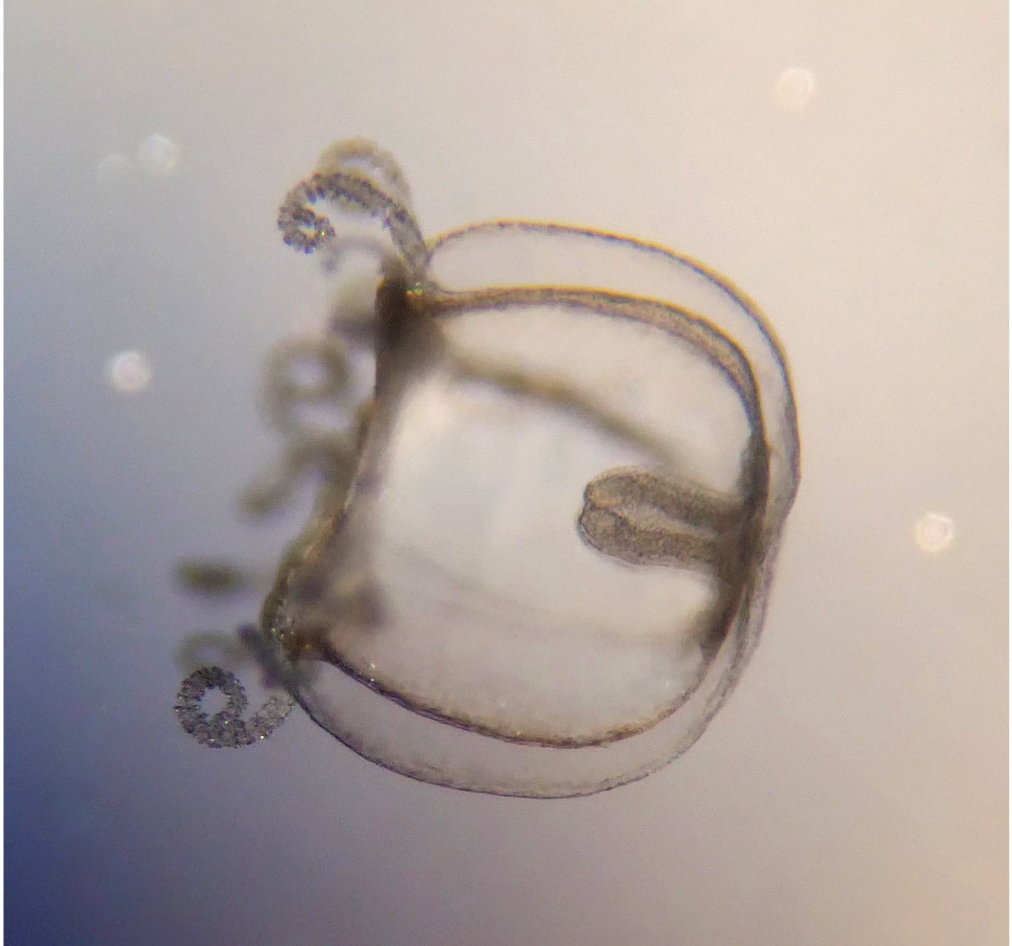 Freshwater Jellyfish Have Readily Established Themselves in Our Lakes