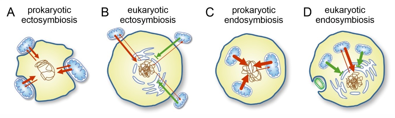 Hungarian Researchers Offer New Explanation for One of Evolution’s Greatest Mysteries: Why Eukaryotic Cells Evolved Only Once