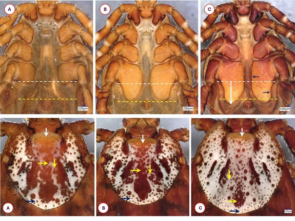What Is Hiding in Ticks in Budapest? Important Findings Affecting Human Health from the HUN-REN–UVMB Research Group