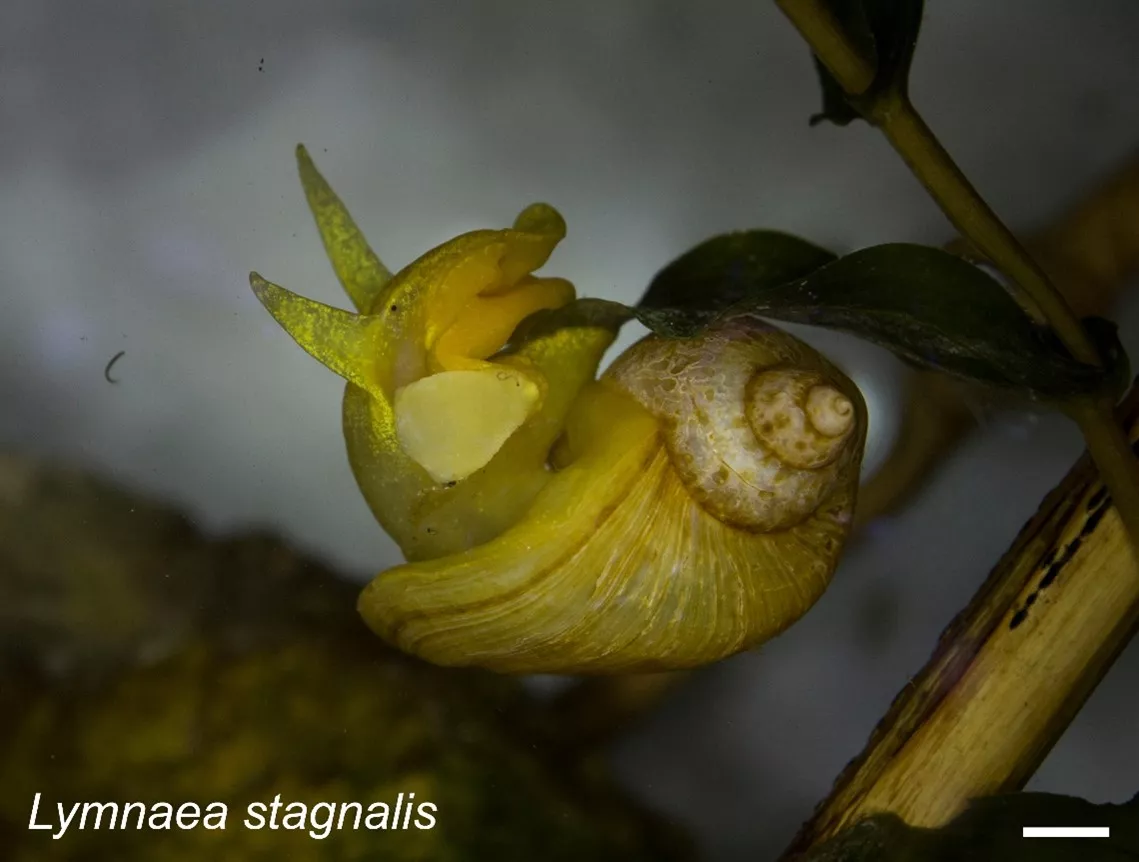 BLKI-Lymnaea stagnalis