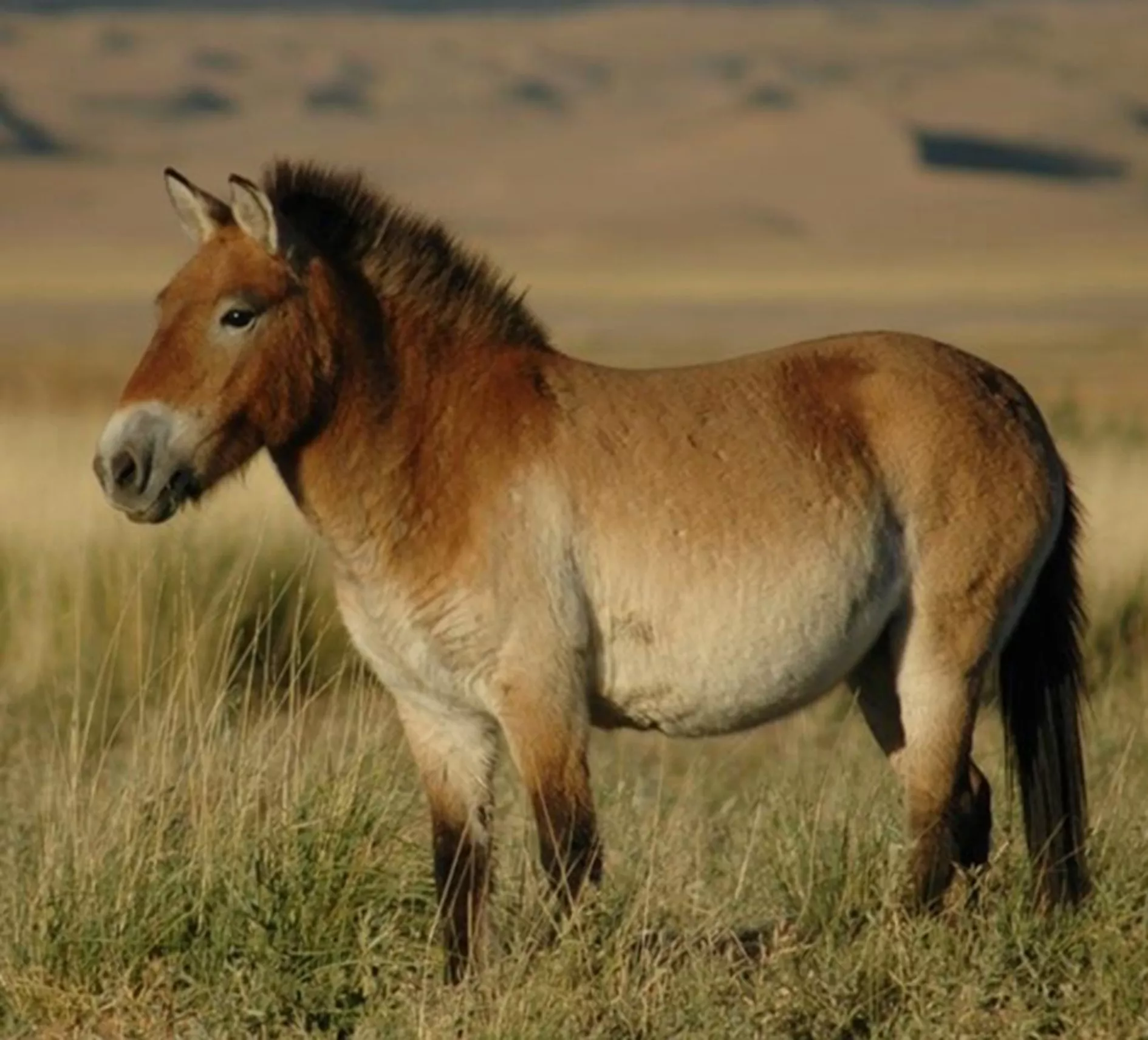 BTK-mongol vadló